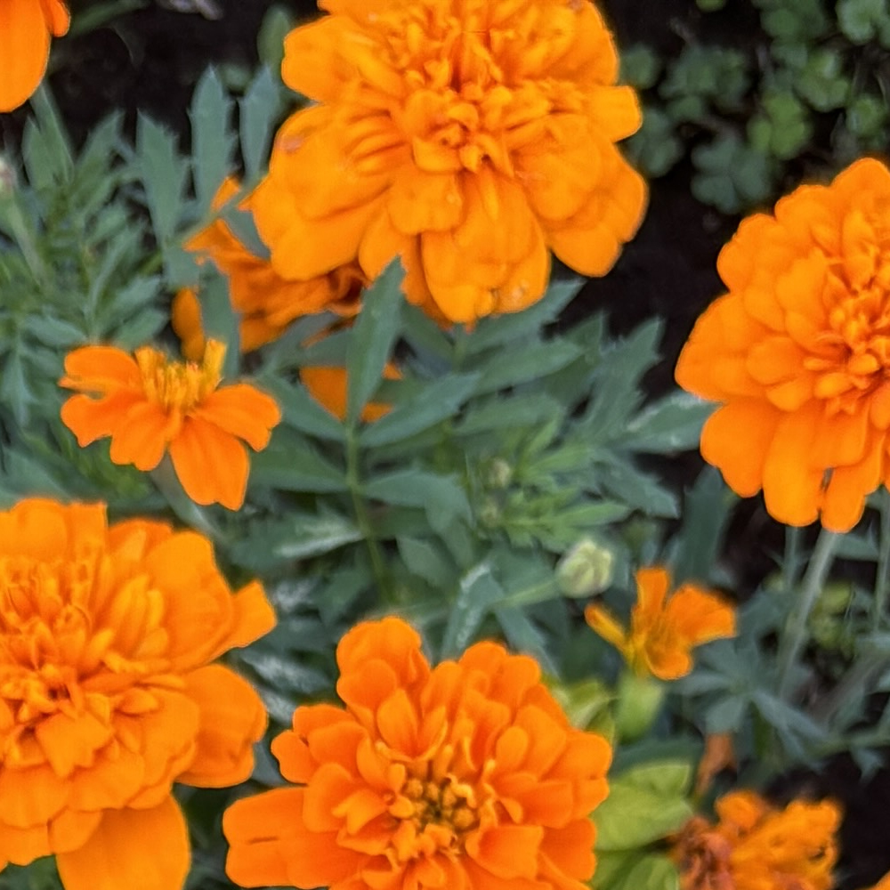 Marigold - Nematode Control (30-40 Seeds)