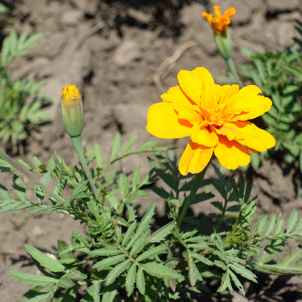 Marigold - Signata - Gem