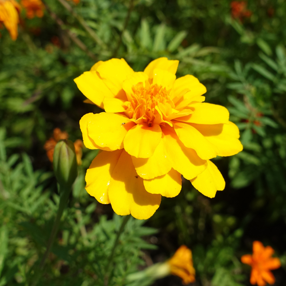 Marigold - Signata - Gem