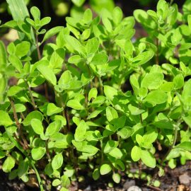 Marjoram (500-600 Seeds)