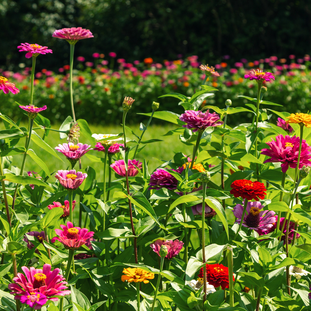 Mixed - Annual Cut Flower Mix Seeds