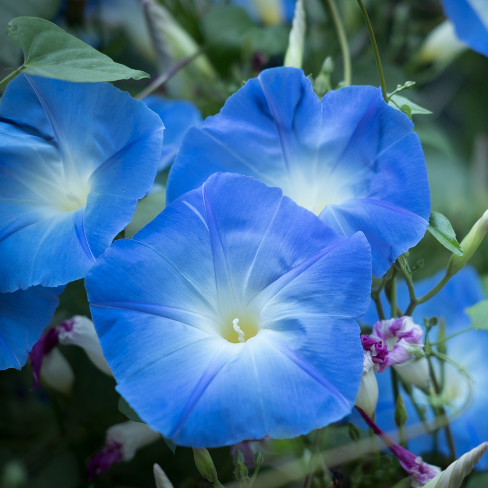 Morning Glory – Heavenly Blue (15-20 Seeds)