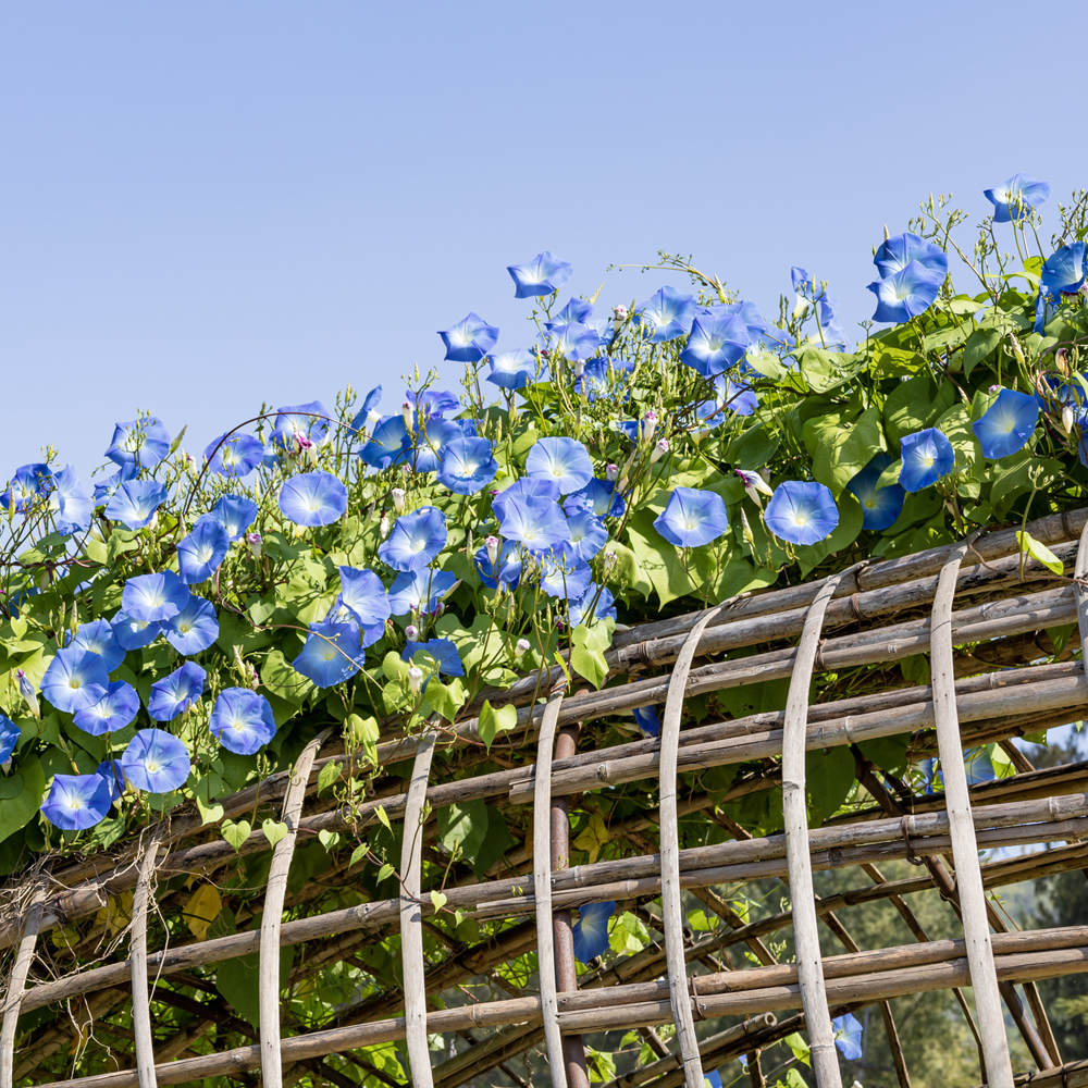 Morning Glory - Heavenly Blue (15-20 Seeds)