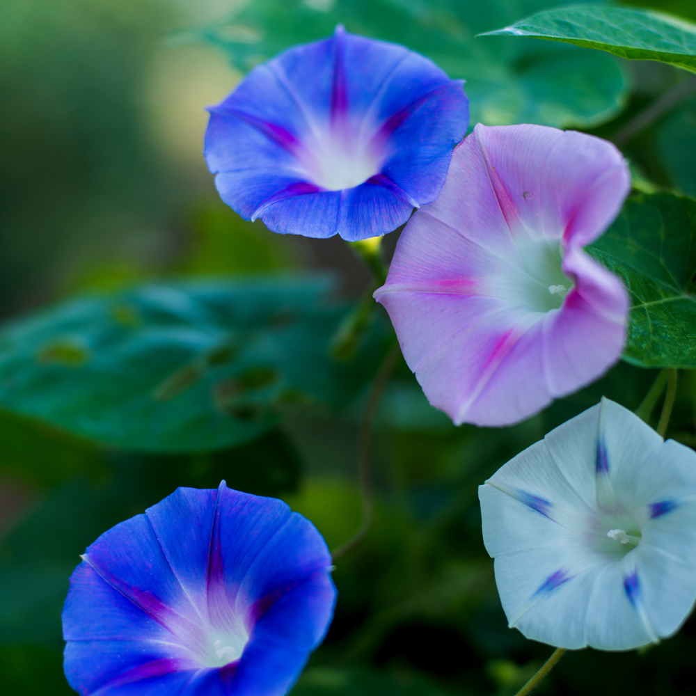 Morning Glory – Mixed Colors (15-20 Seeds)