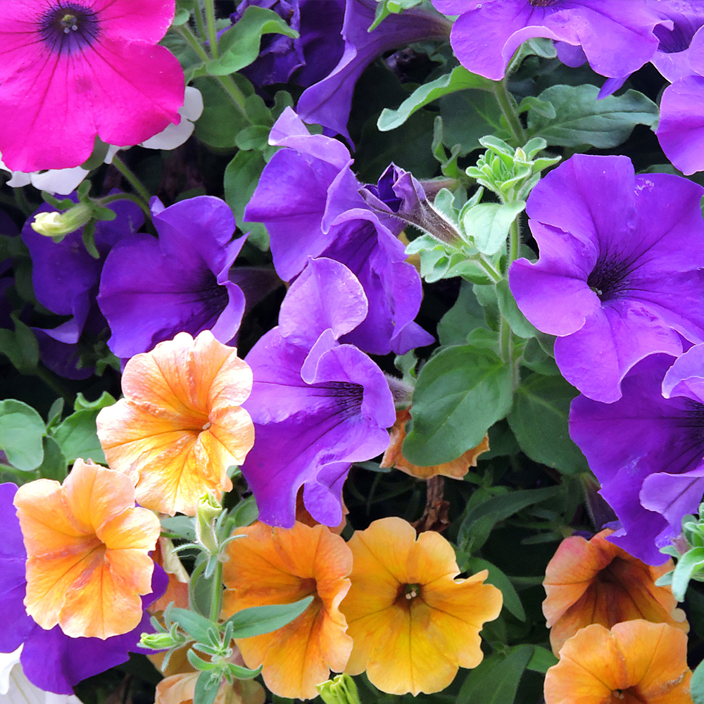 Morning Glory - Mixed Colors (15-20 Seeds)
