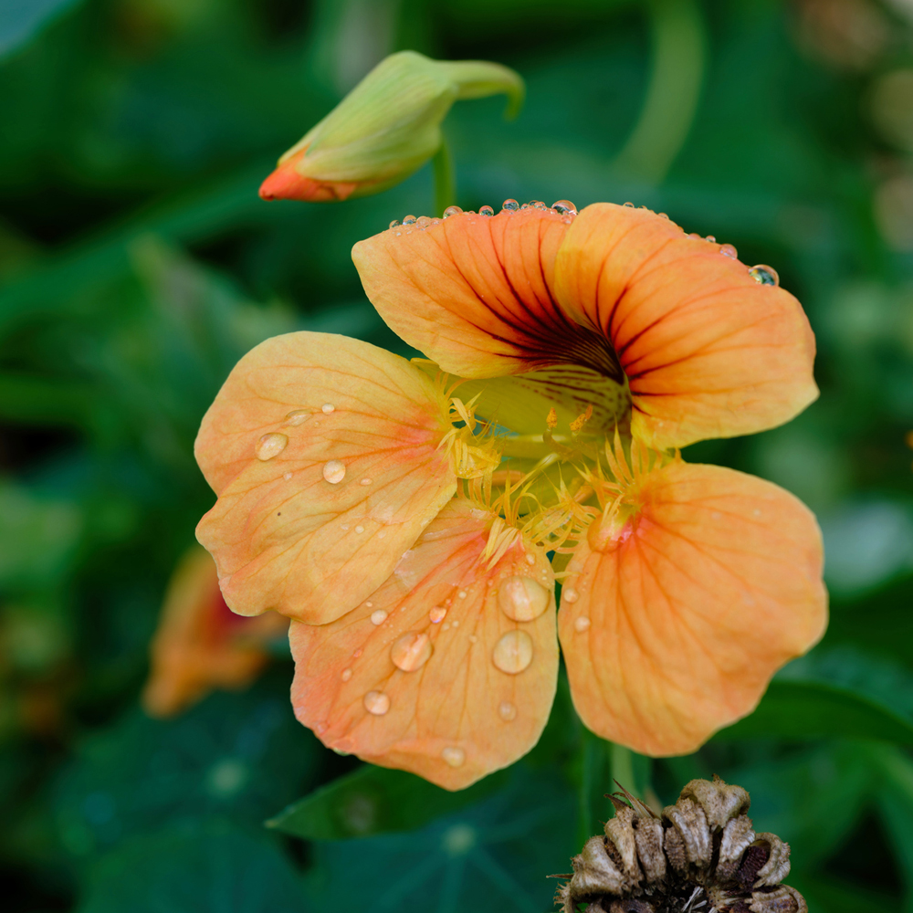 Nasturtium – Alaska (8-10 Seeds)