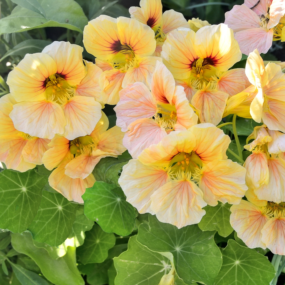 Nasturtium - Alaska (8-10 Seeds)