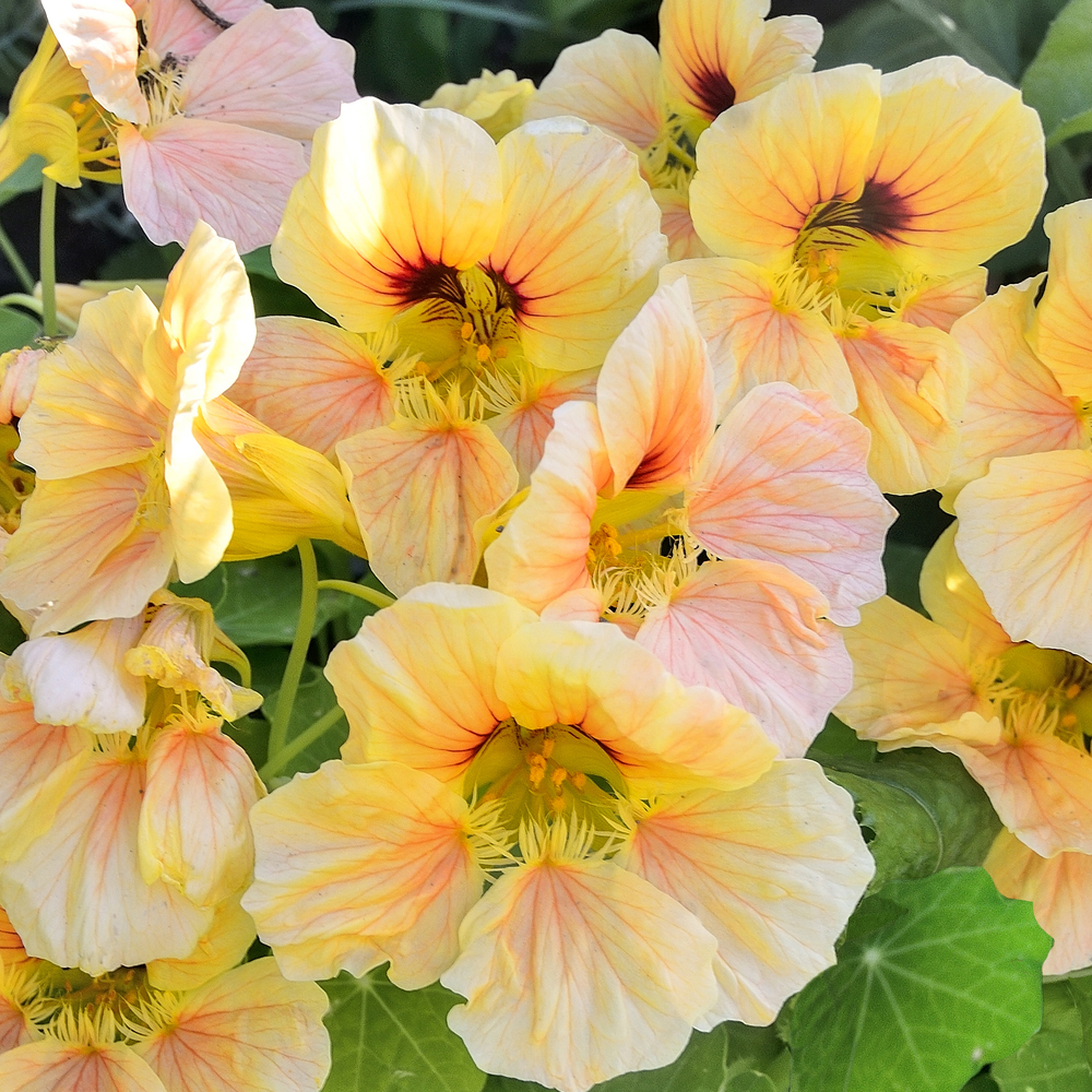 Nasturtium - Alaska Gold Dwarf