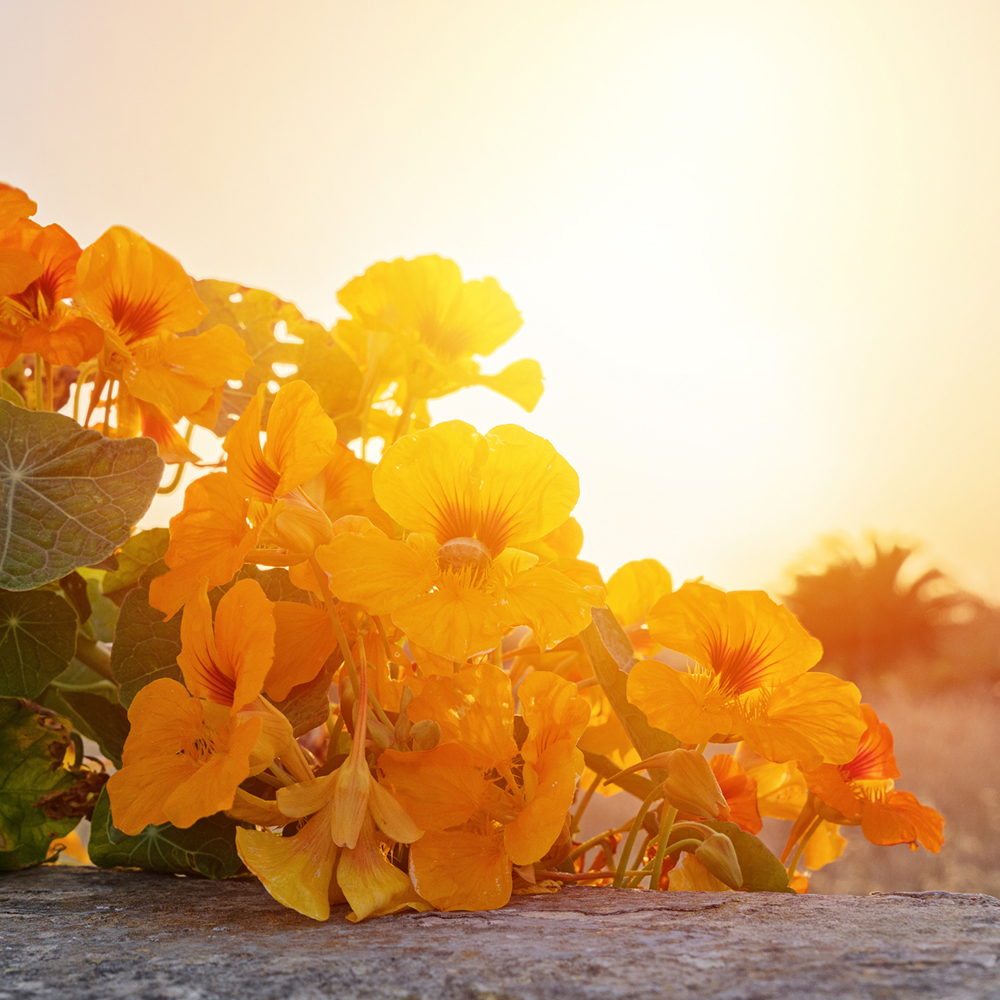 Nasturtium - Alaska Gold Dwarf