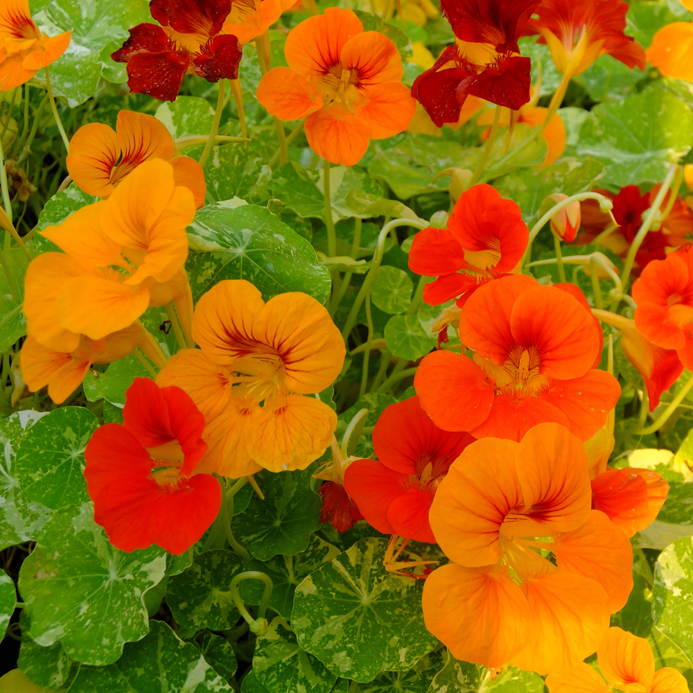 Nasturtium - Jewel Mix