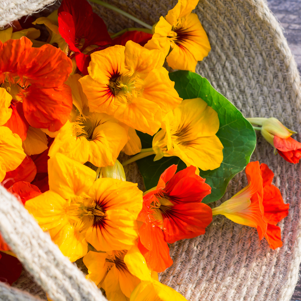 Nasturtium - Jewel Mix