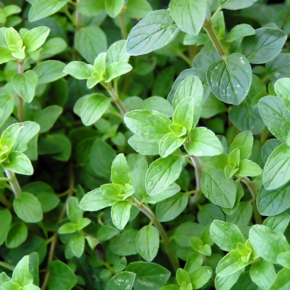 Oregano – Common Italian (120-150 Seeds)