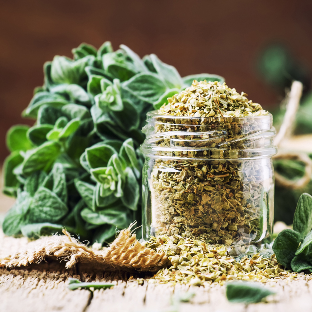 Oregano - Common Italian (120-150 Seeds)