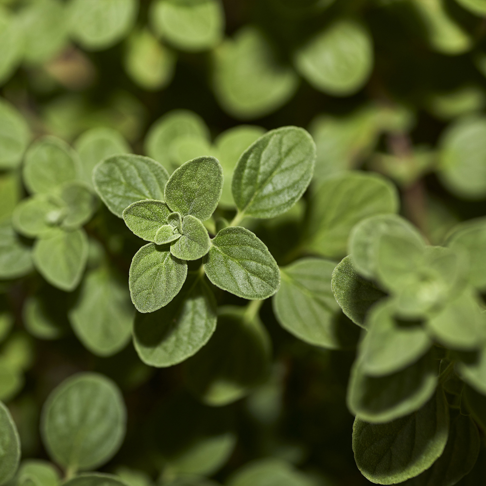 Oregano – Greek (120-150 Seeds)
