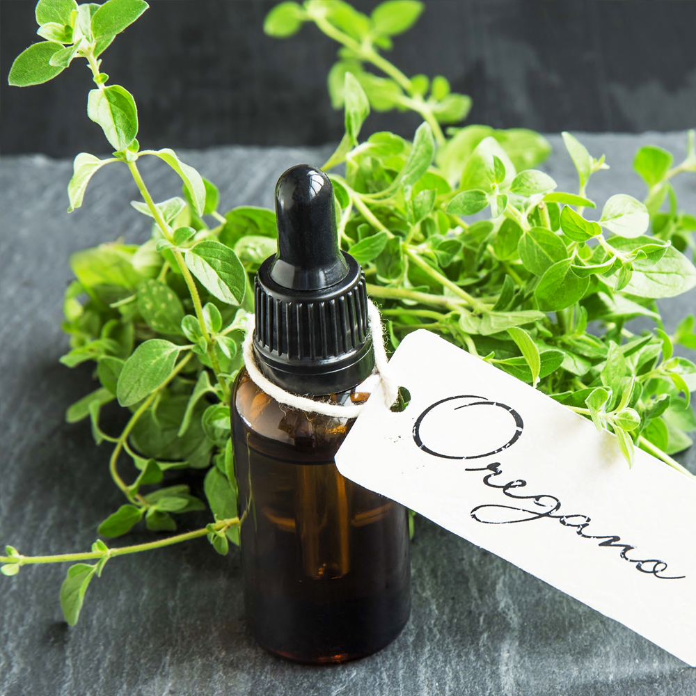 Oregano - Greek (120-150 Seeds)