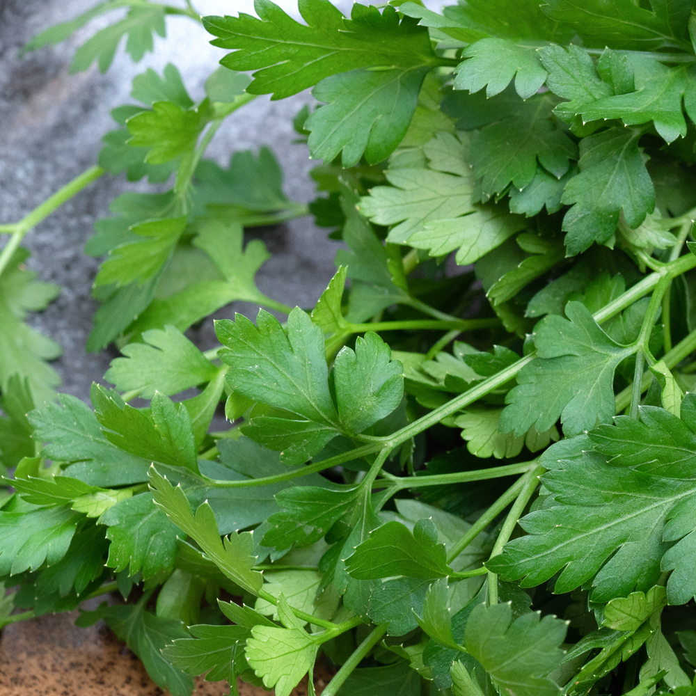 Parsley – Dark Green Italian Flat-leaf (100-120 Seeds)