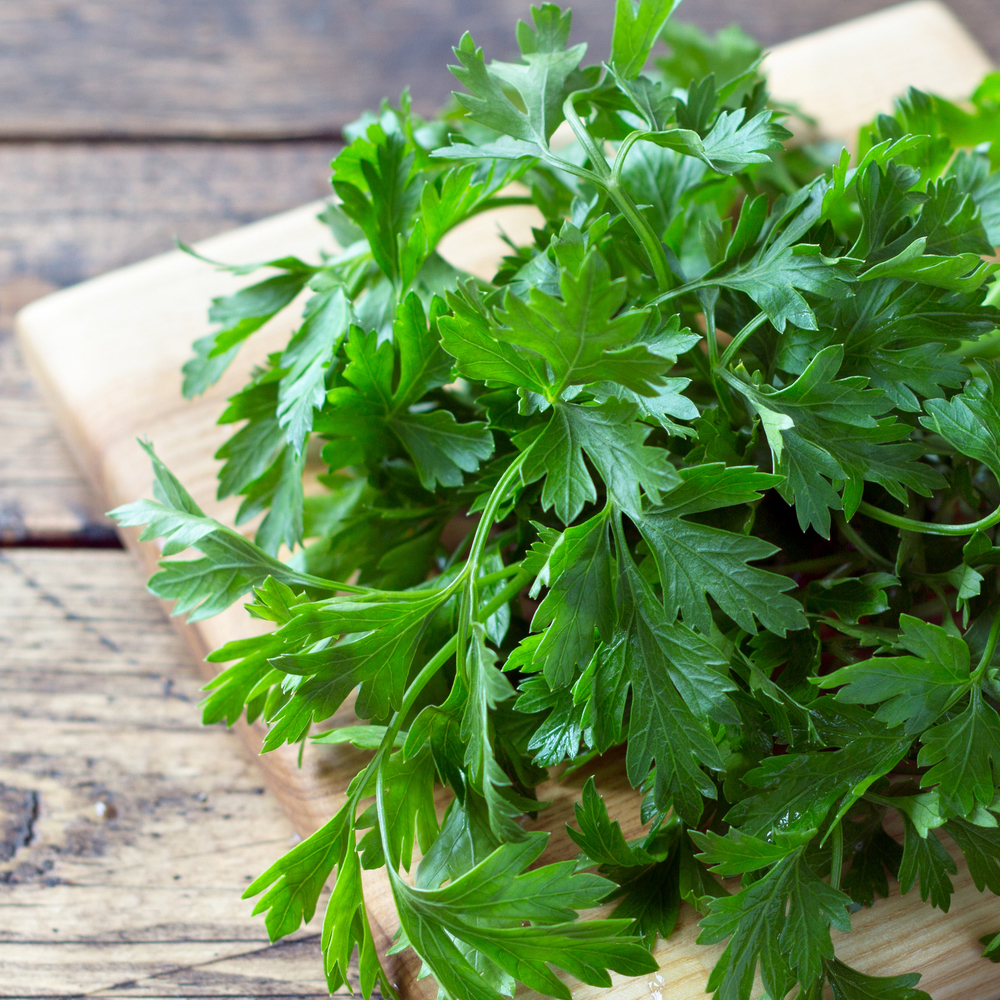Parsley - Dark Green Italian Flat-leaf (100-120 Seeds)