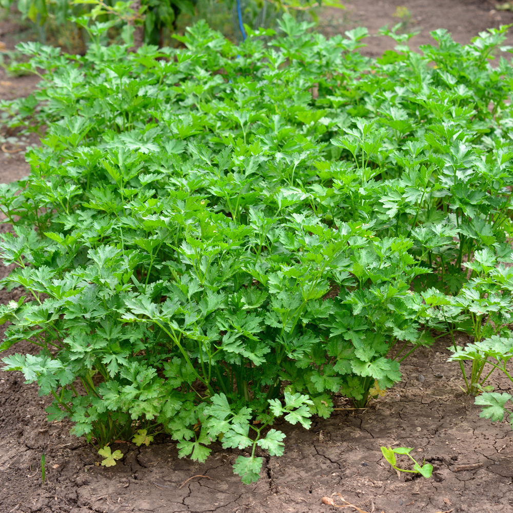 Parsley - Evergreen