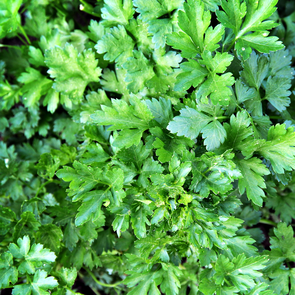 Parsley - Forest Green