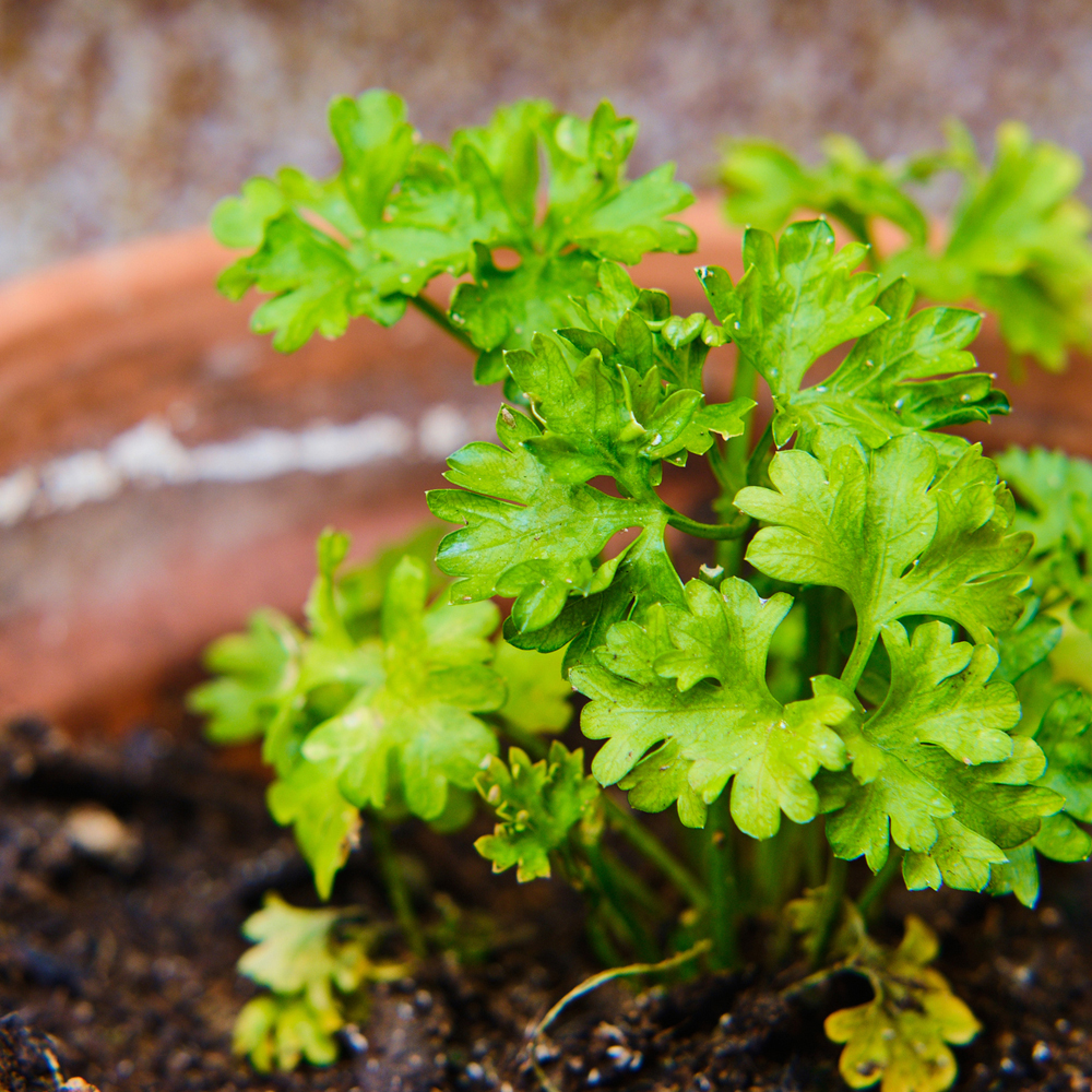 Parsley - Garden Blend