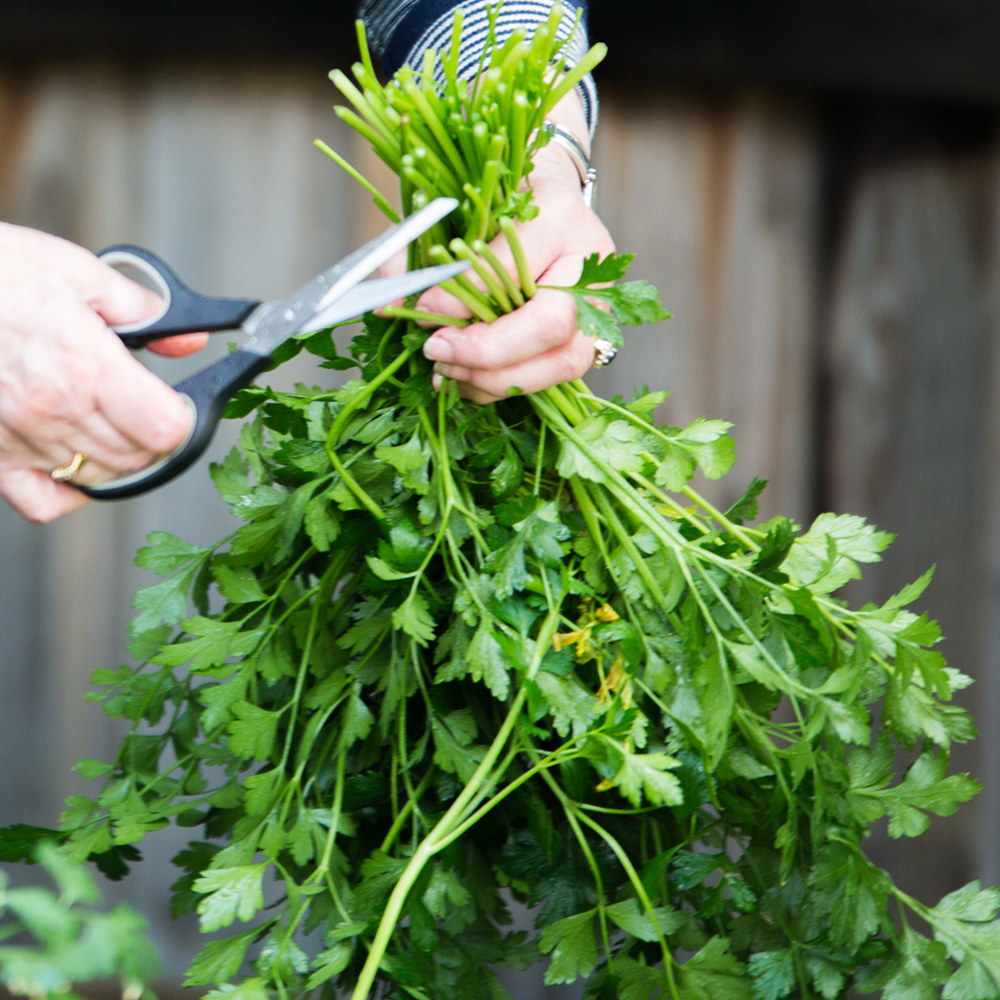 Parsley - Garden Blend