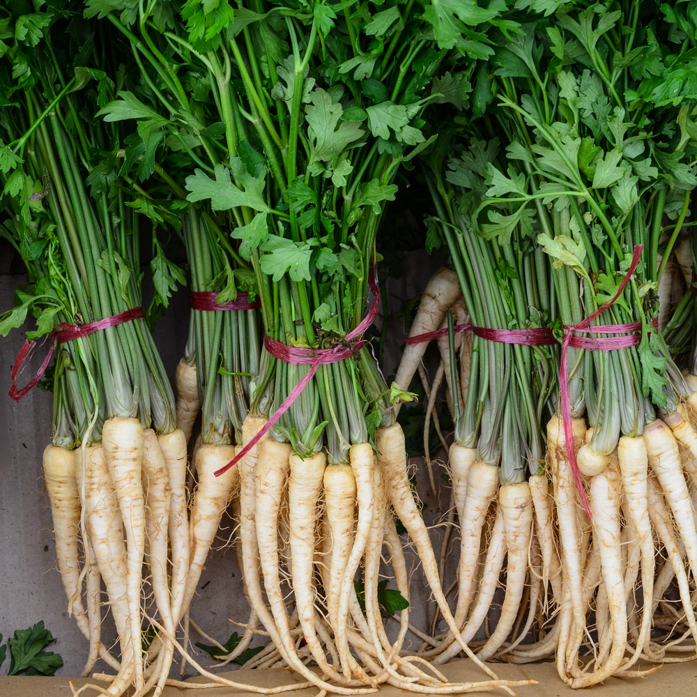 Parsley - Hamburg Rooted