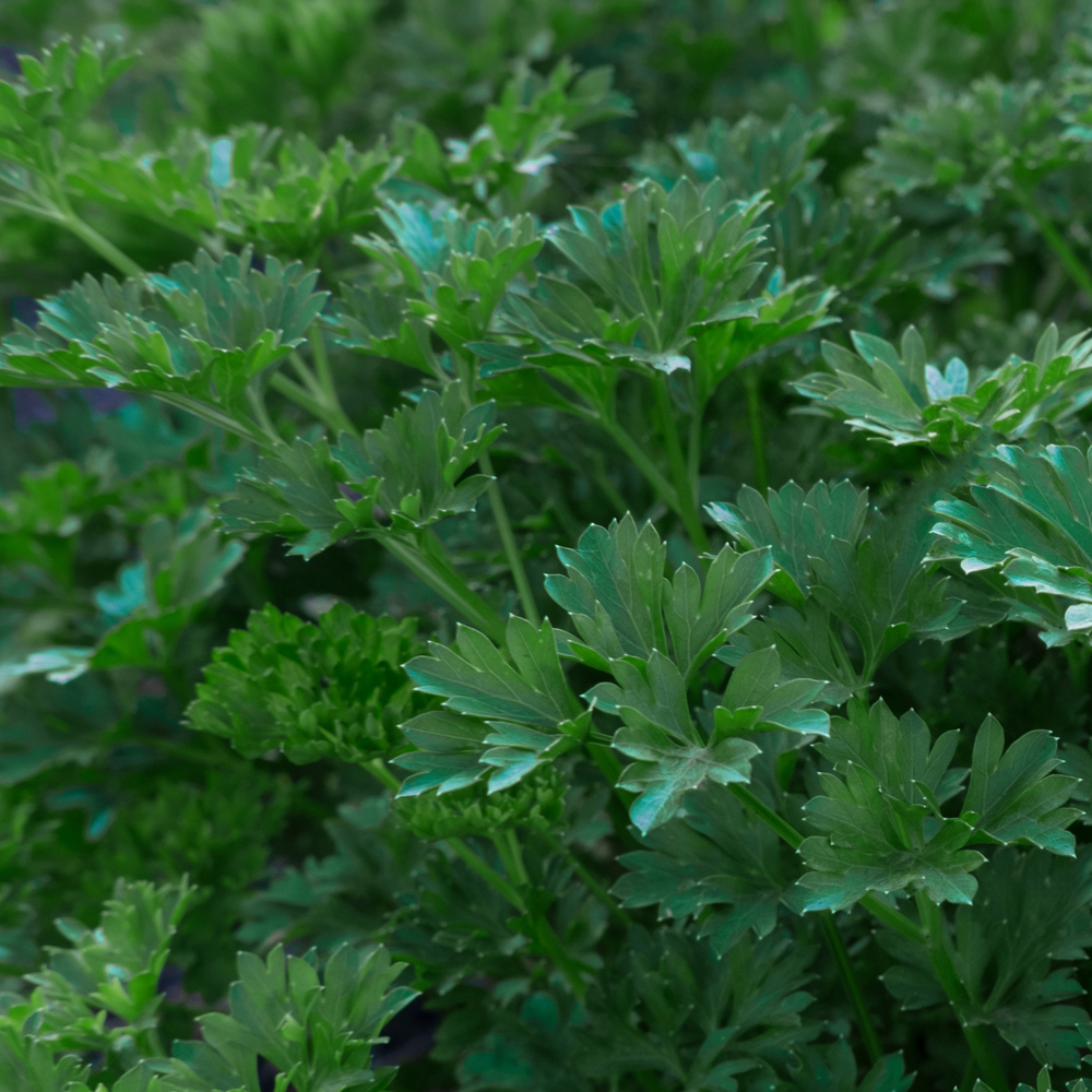 Parsley – Italian Giant (100-120 Seeds)