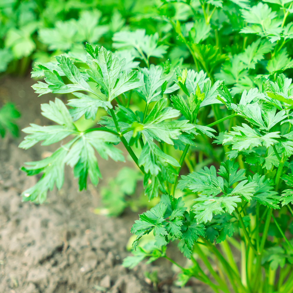 Parsley – Plain or Single (100-120 Seeds)