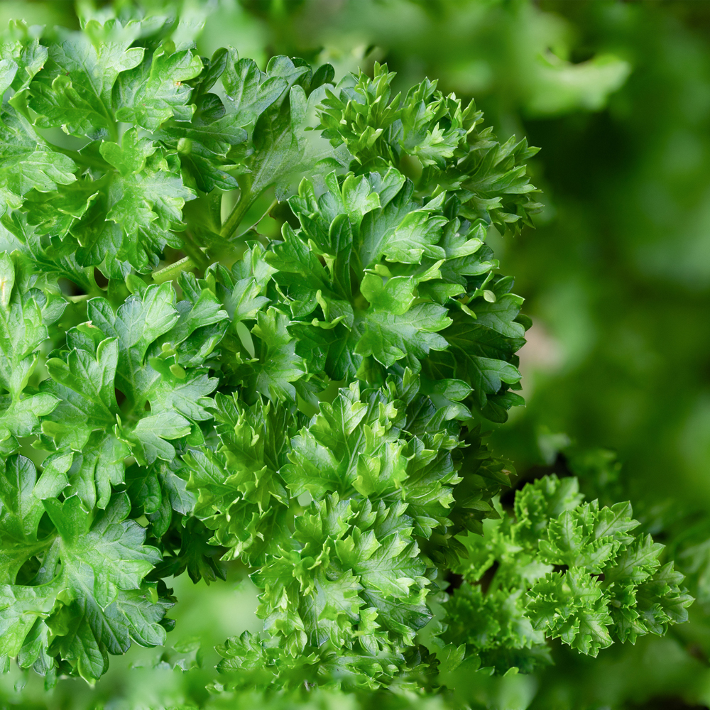 Parsley – Triple Moss Curled (100-120 Seeds)