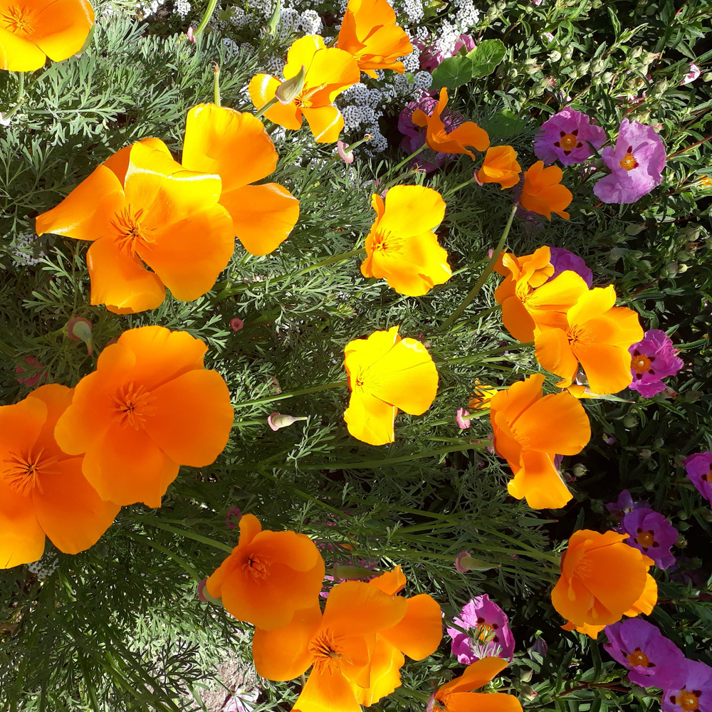 Poppy – California – Mission Bells (100-120 Seeds)