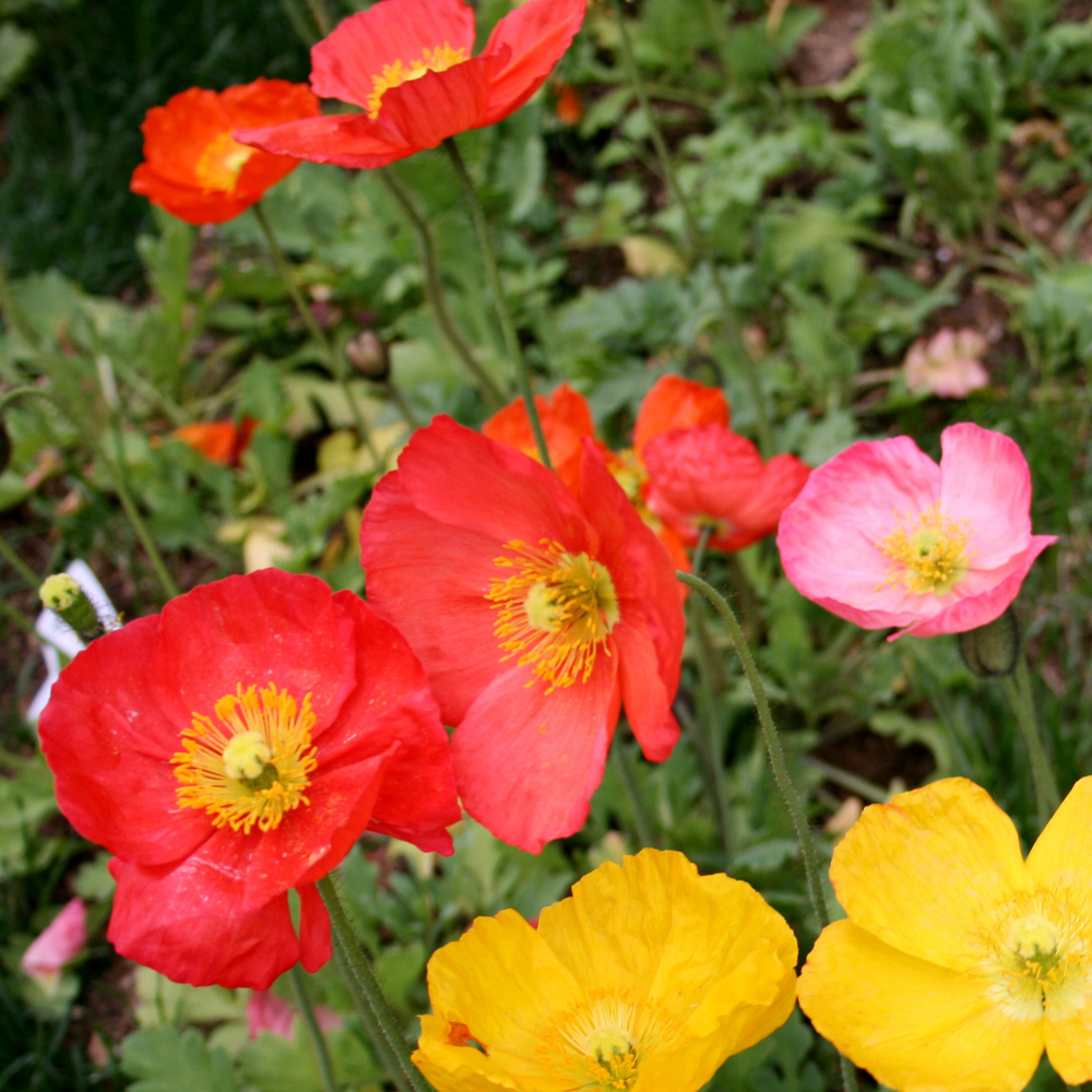 Poppy - California - Mission Bells (100-120 Seeds)
