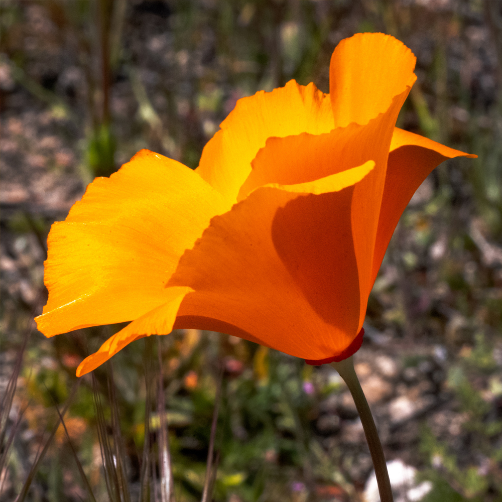 Poppy - California - Single Poppy