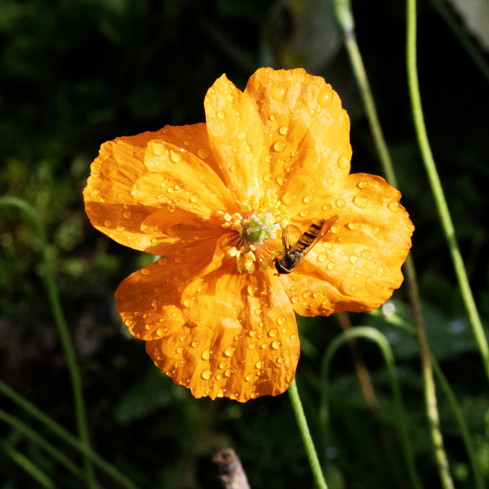 Poppy - California - Single Poppy