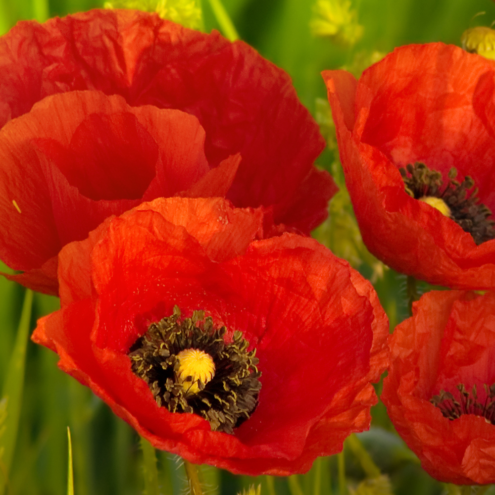 Poppy - Corn - Shirly Double Mix