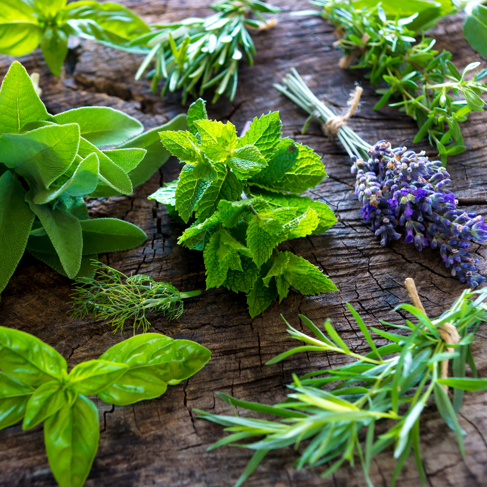 Easy Herbs to Grow
