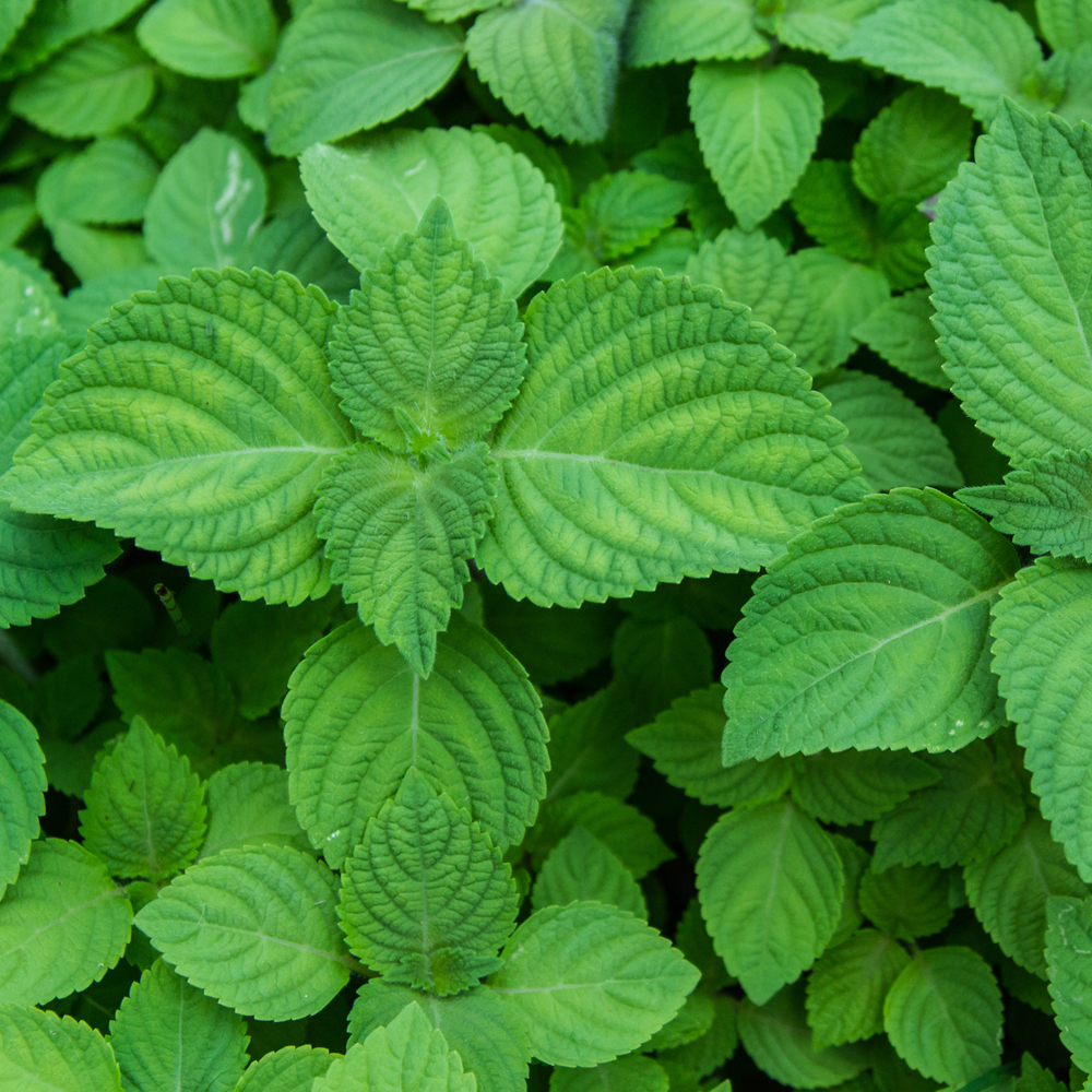 Shiso Herb (Perilla) – Green (60-80 Seeds)