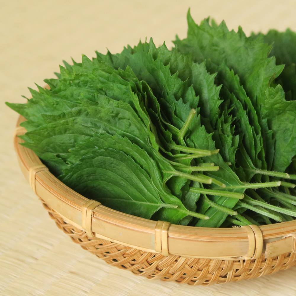 Shiso Herb (Perilla) - Green (60-80 Seeds)