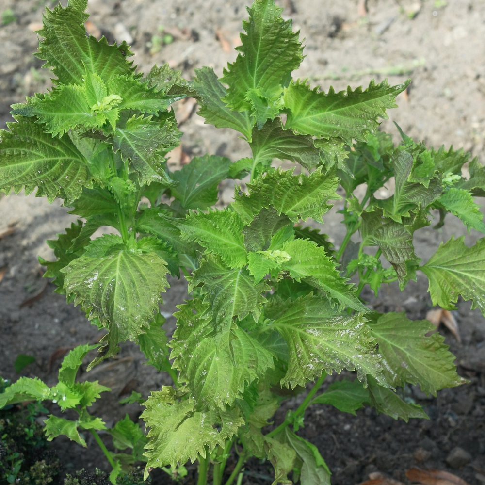 Shiso Herb (Perilla) - Ohba