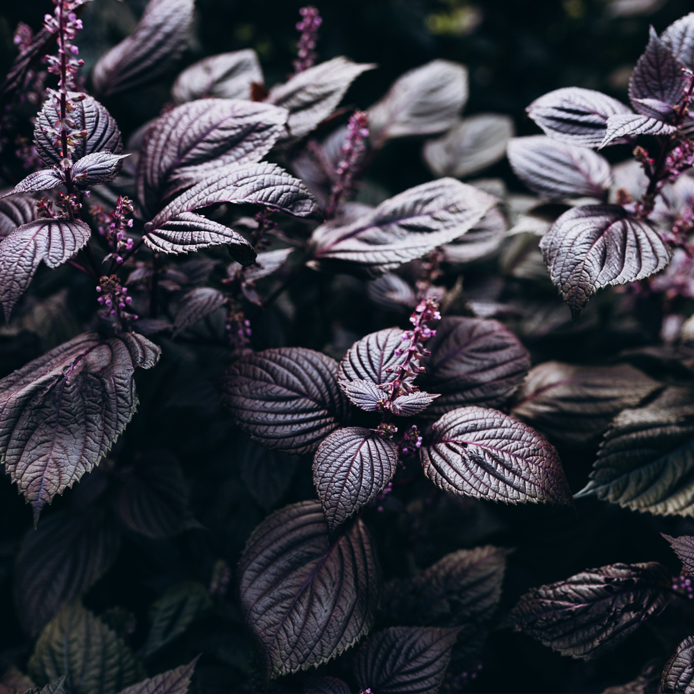Shiso Herb (Perilla) - Purple (Red)