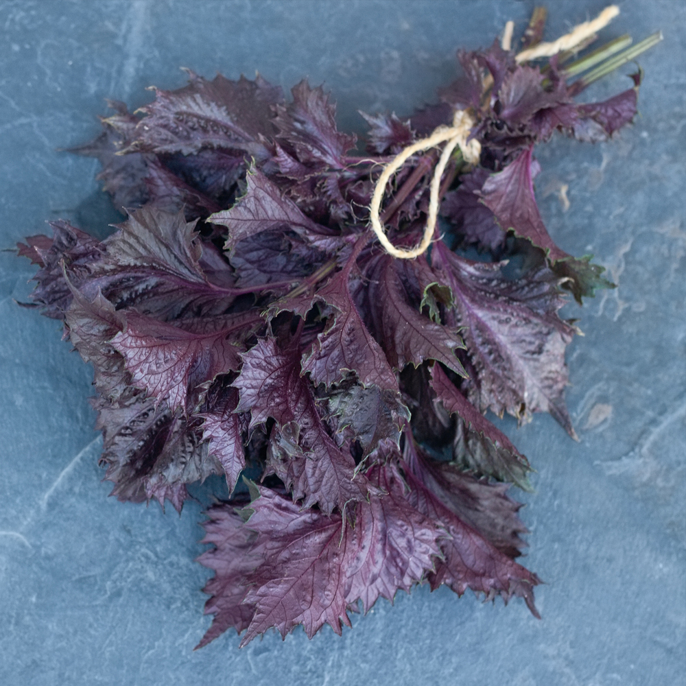 Shiso Herb (Perilla) - Purple (Red)