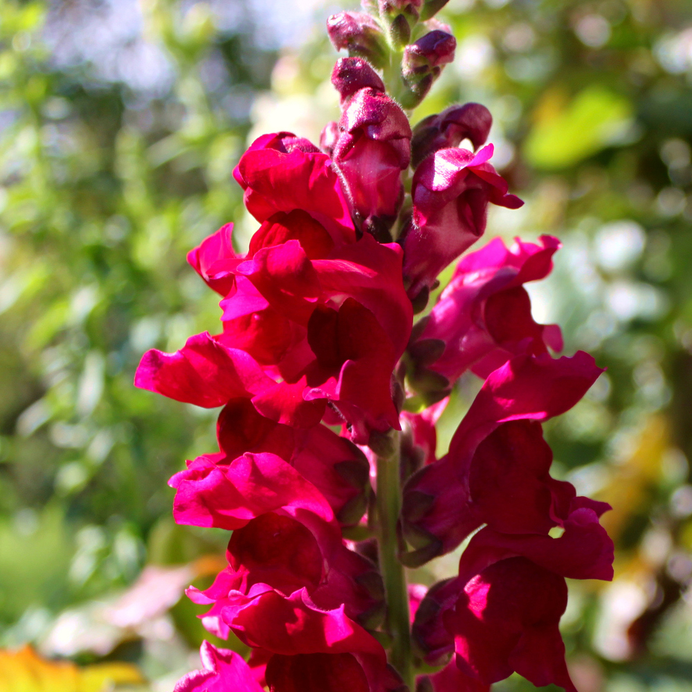Snapdragon - Floral Showers