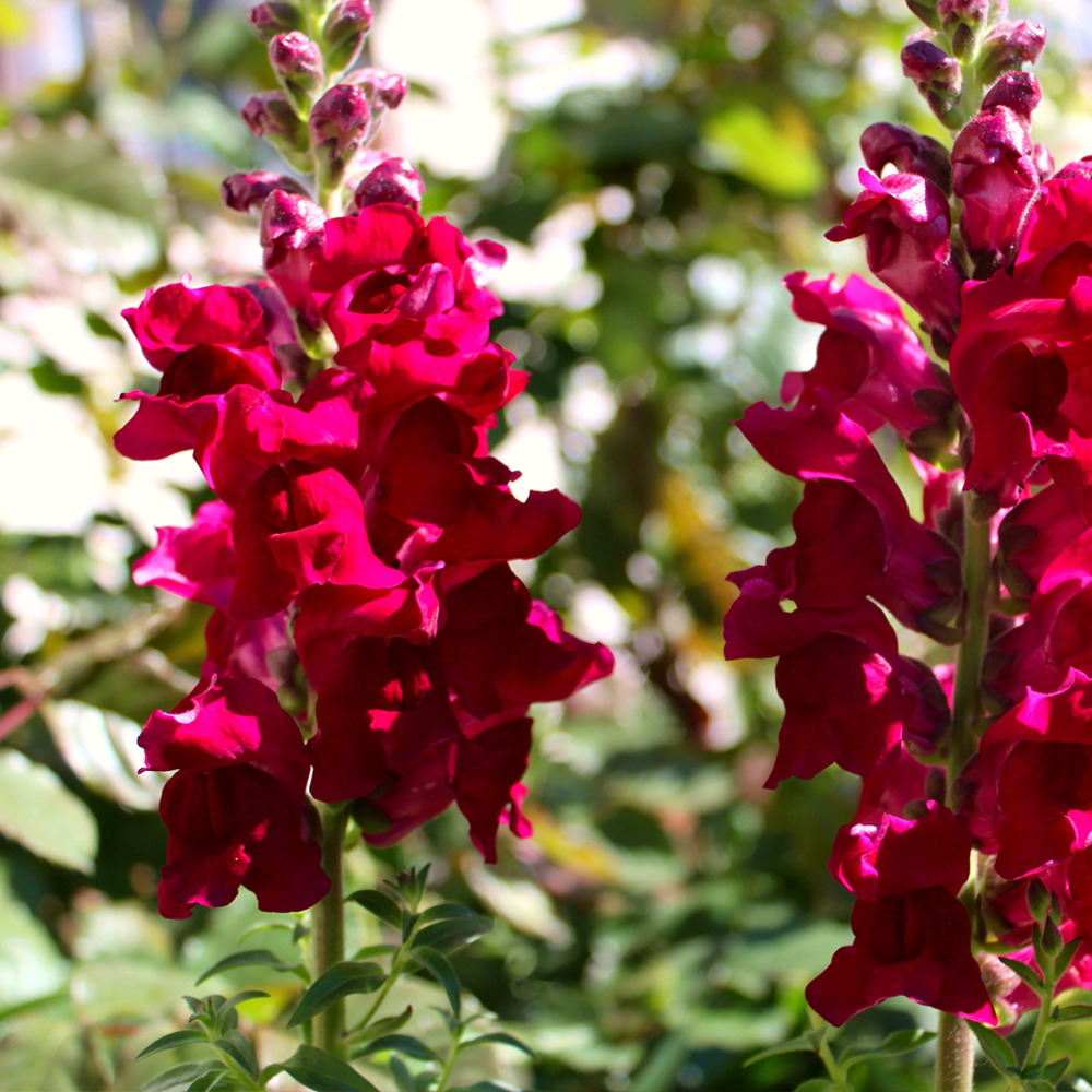 Snapdragon - Floral Showers