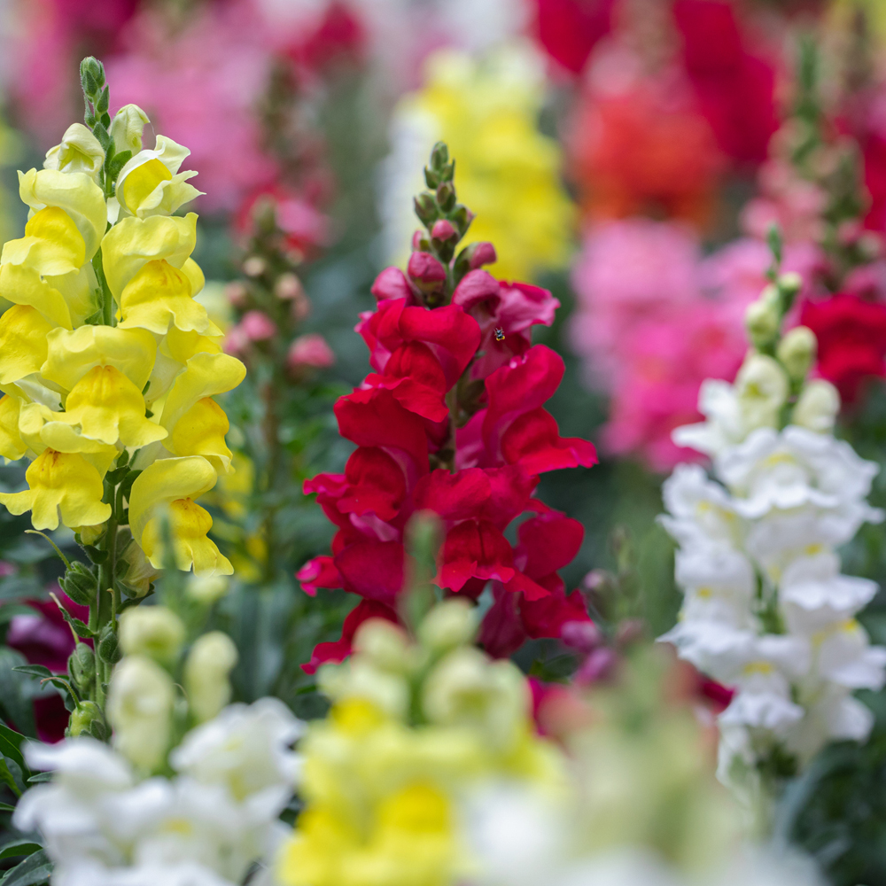 Snapdragon - Liberty Classic Mix