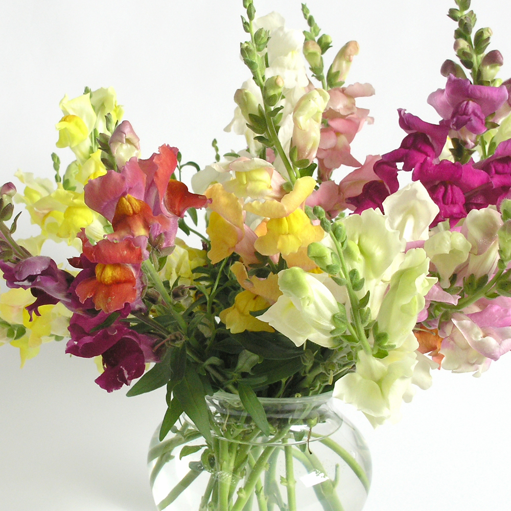 Snapdragon - Liberty Classic Mix