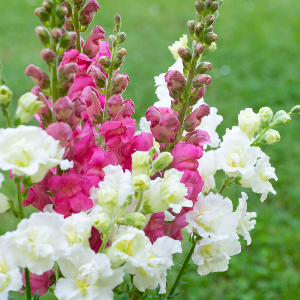 Snapdragon - Madame Butterfly Mixture