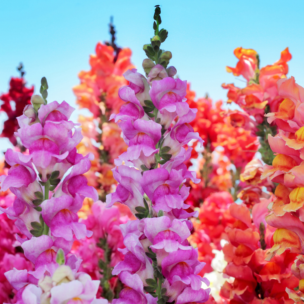 Snapdragon - Madame Butterfly Mixture