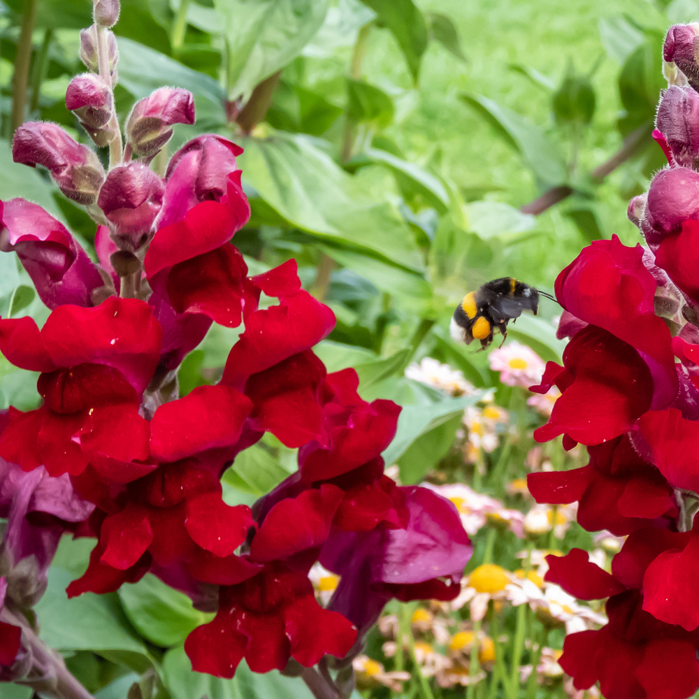 Snapdragon - Rocket