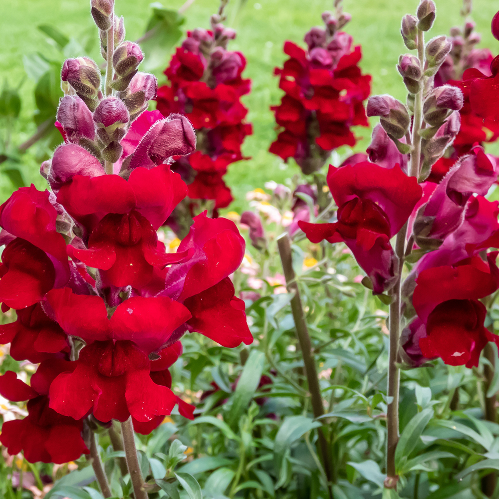 Snapdragon - Rocket