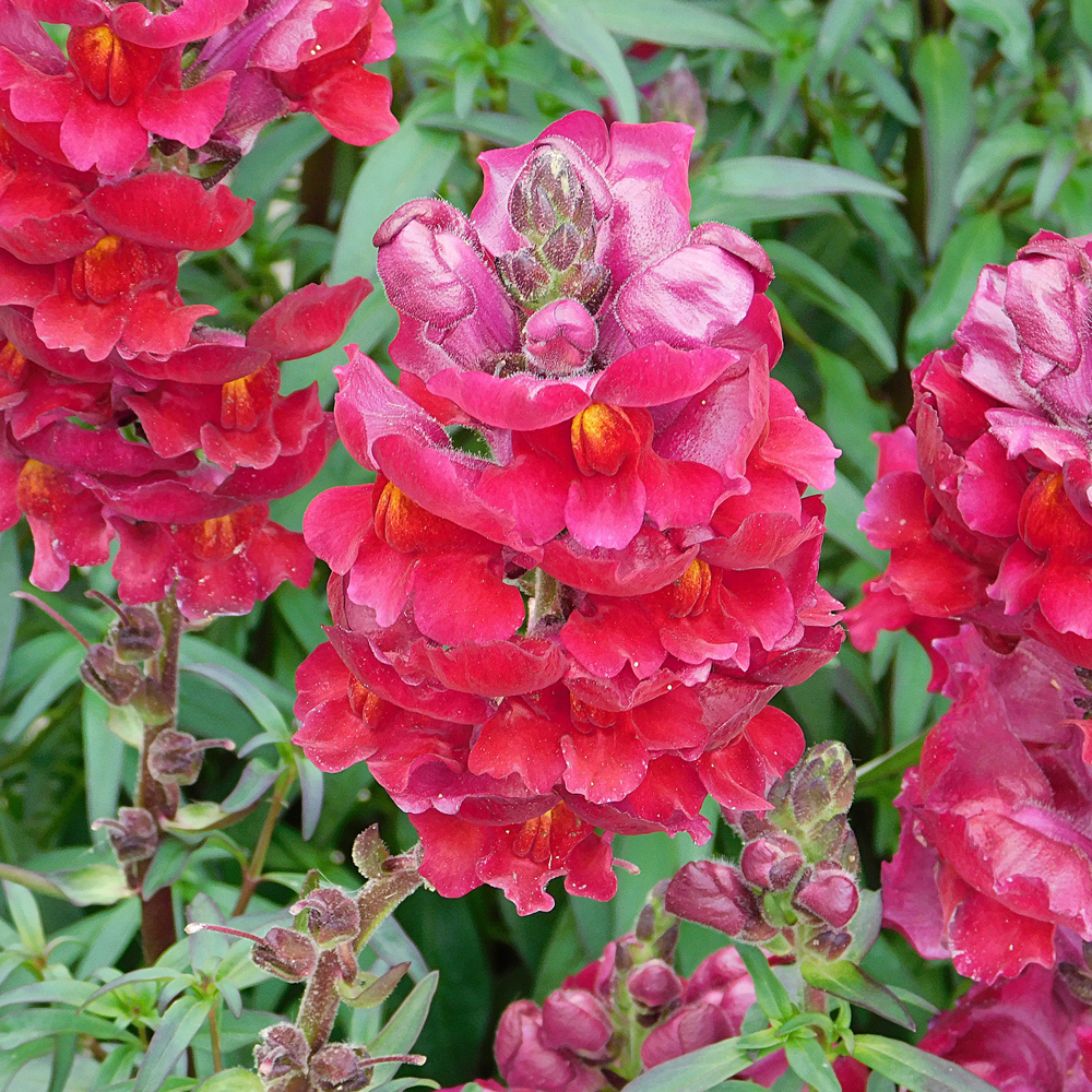 Snapdragon - Sonnet