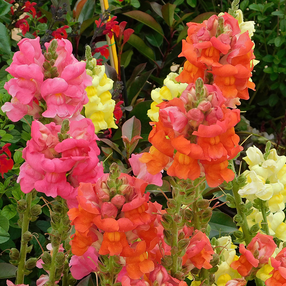 Snapdragon - Sonnet